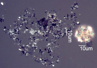 Calcium Oxalate Phytoliths
