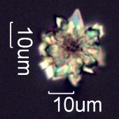 Calcium Oxalate Rosettes