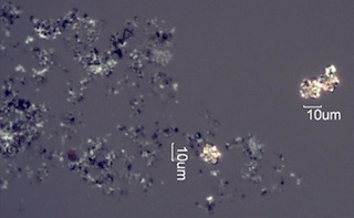 Calcium Oxalate Phytoliths