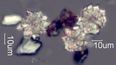 Calcium Oxalate Phytoliths