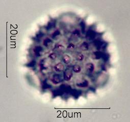 Mule's Ear Pollen