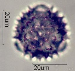 Mule's Ear Pollen