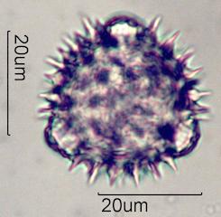 Mule's Ear Pollen