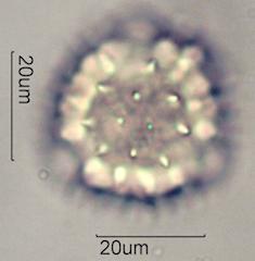 Mule's Ear Pollen