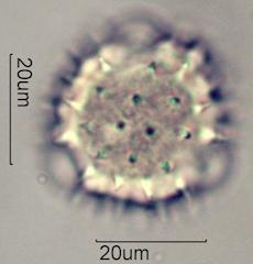 Mule's Ear Pollen