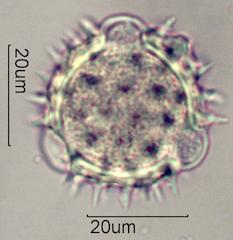Mule's Ear Pollen
