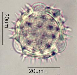 Mule's Ear Pollen