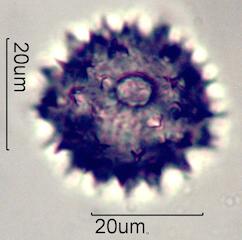 Mule's Ear Pollen