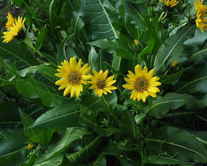 Mule's Ear Plant