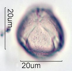 Verbascum Pollen