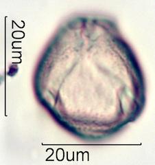 Verbascum Pollen