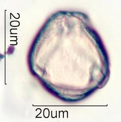 Verbascum Pollen
