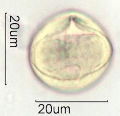 Verbascum Pollen