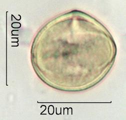 Verbascum Pollen