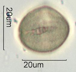 Verbascum Pollen