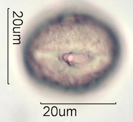 Verbascum Pollen