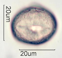 Verbascum Pollen