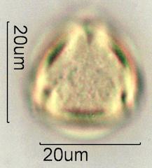Verbascum Pollen