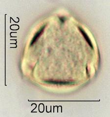 Verbascum Pollen