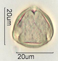 Verbascum Pollen