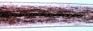 Muskrat Hair