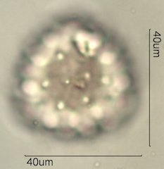 Cirsium neomexicana Pollen