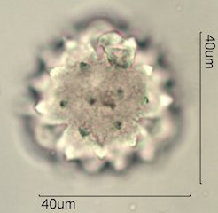 Cirsium neomexicana Pollen