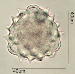 Cirsium neomexicana Pollen