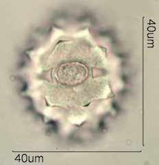 Cirsium neomexicana Pollen