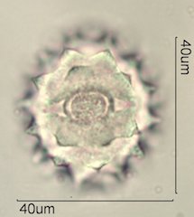 Cirsium neomexicana Pollen