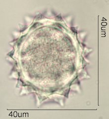 Cirsium neomexicana Pollen