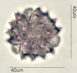 Cirsium neomexicana Pollen