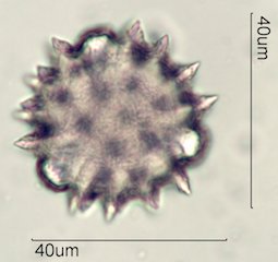 Cirsium neomexicana Pollen