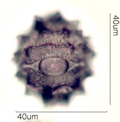Cirsium neomexicana Pollen