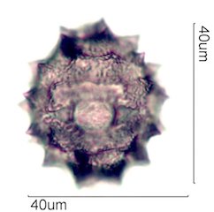 Cirsium neomexicana Pollen
