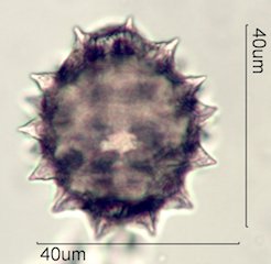 Cirsium neomexicana Pollen