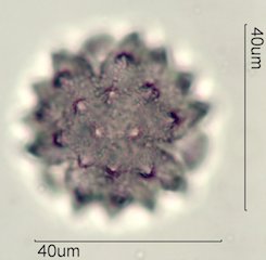 Cirsium neomexicana Pollen