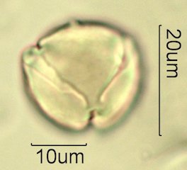 Cat's Claw Honey Pollen Under the Microscope