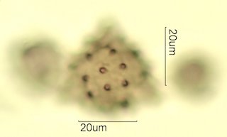 Cat's Claw Honey Pollen Under the Microscope