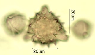Cat's Claw Honey Pollen Under the Microscope
