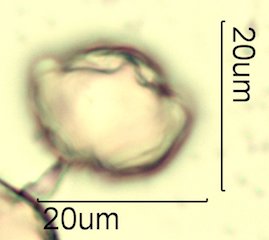 Cat's Claw Honey Pollen Under the Microscope
