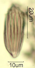 Cat's Claw Honey Pollen Under the Microscope