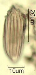 Cat's Claw Honey Pollen Under the Microscope