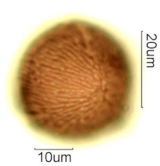 Deseret Wildflower Honey Pollen Under the Microscope