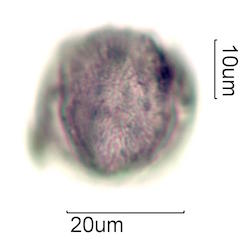Mao Pollen