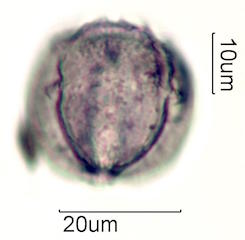 Mao Pollen