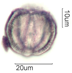 Mao Pollen