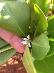 Naupaka