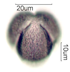 Mao Pollen