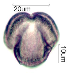 Mao Pollen